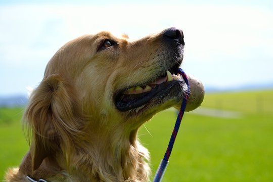 grosser Hund mit Spielzeug