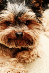 Yorkshire terrier