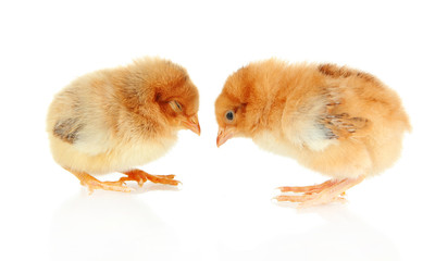 Little chickens isolated on white