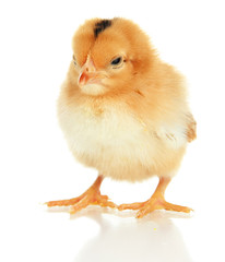 Obraz premium Little chicken isolated on white