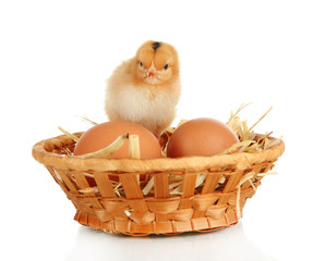 Little chicken with eggs in wicker basket isolated on white
