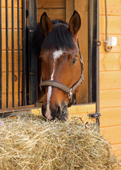 Thoroughbred horse in his stable