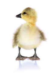 Little duckling isolated on white