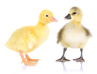 Little ducklings isolated on white