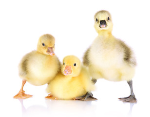 Little ducklings isolated on white