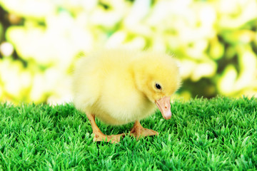 Little duckling on grass on bright background