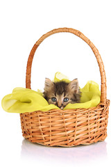 Fototapeta na wymiar Small kitten in basket isolated on white