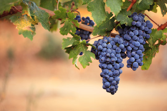 Large bunches of red wine grapes on vine