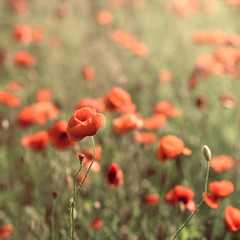 Fototapeta premium Koloseup pole maku