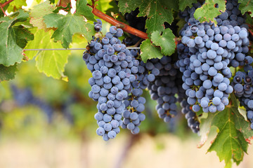 Ripe red wine grapes on vine - obrazy, fototapety, plakaty