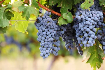 Fotobehang Ripe red wine grapes on vine © andrewhagen