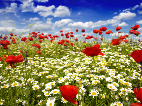 Fototapeta Summer wildflowers