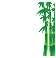 stems of bamboo on a white  background