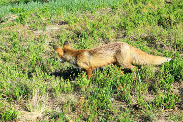 Hunting fox