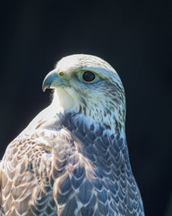 Fototapeta premium Gyrfalcon Watching