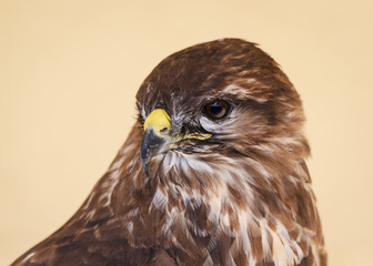 Tawny Eagle Peering