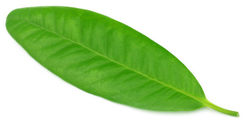 Clove leaf over white background