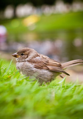 House Sparrow (Passer domesticus)