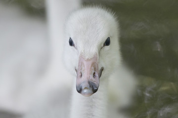 Isolated puppy young Swan portrait looking at you © Andrea Izzotti