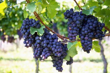 purple red grapes with green leaves on the vine - obrazy, fototapety, plakaty