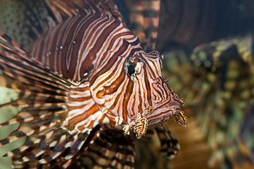 Fototapeta na wymiar portrait of a red lionfish