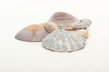 Beautiful seashells at the beach