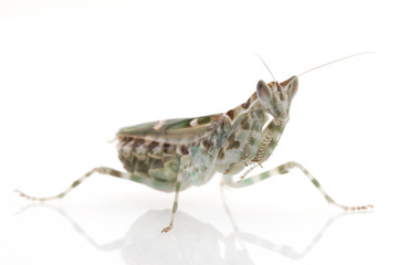Praying Mantis
