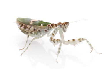 Praying Mantis