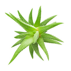 Green leaves of aloe plant close up