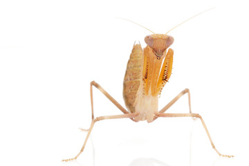Praying Mantis