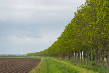 Fototapeta na wymiar Row of trees along a plowed field in spring