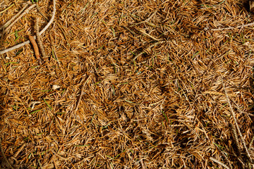 pine needles background