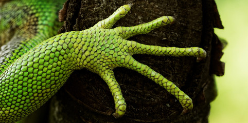 Obraz premium nogi zielonego legwana