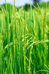 Rice  field in agriculture,North of thailand