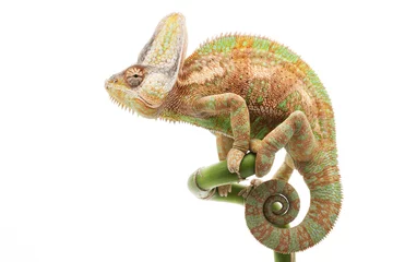 Foto op Plexiglas Kameleon Gesluierde kameleon