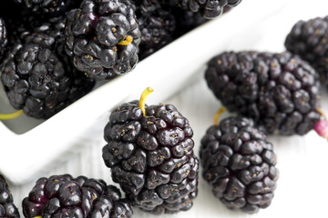 Mulberry - Morus celsa - Gelsi