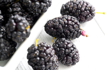 Mulberry - Morus celsa - Gelsi