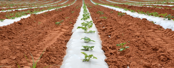 Planting under Plastic