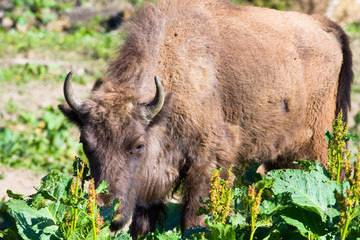 shot of an aurochs