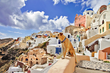 view of stanning Santorini.. (by dog's eyes)