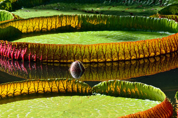 Victoria amazonica