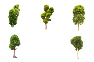 Collection Irvingia malayana tree isolated on white background