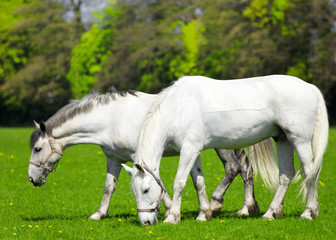 Obraz na płótnie Canvas Dwa białe konie wypasane na pastwisku