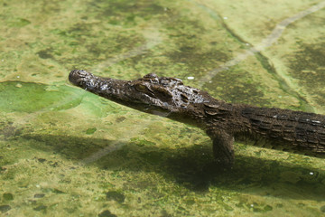crocodile