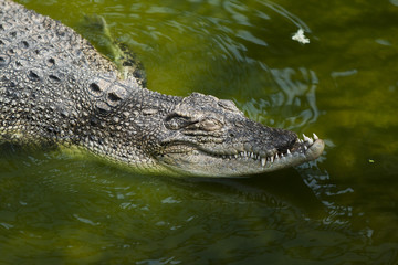 Fototapeta premium crocodile