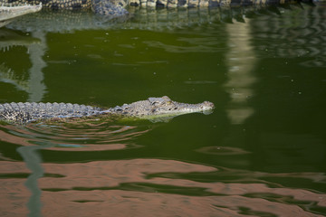 crocodile