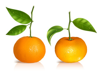 Fresh tangerine fruits with green leaves.