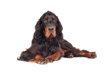 Gordon Setter