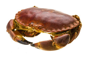 Raw crab