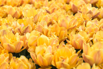 Tulips on flowerbed